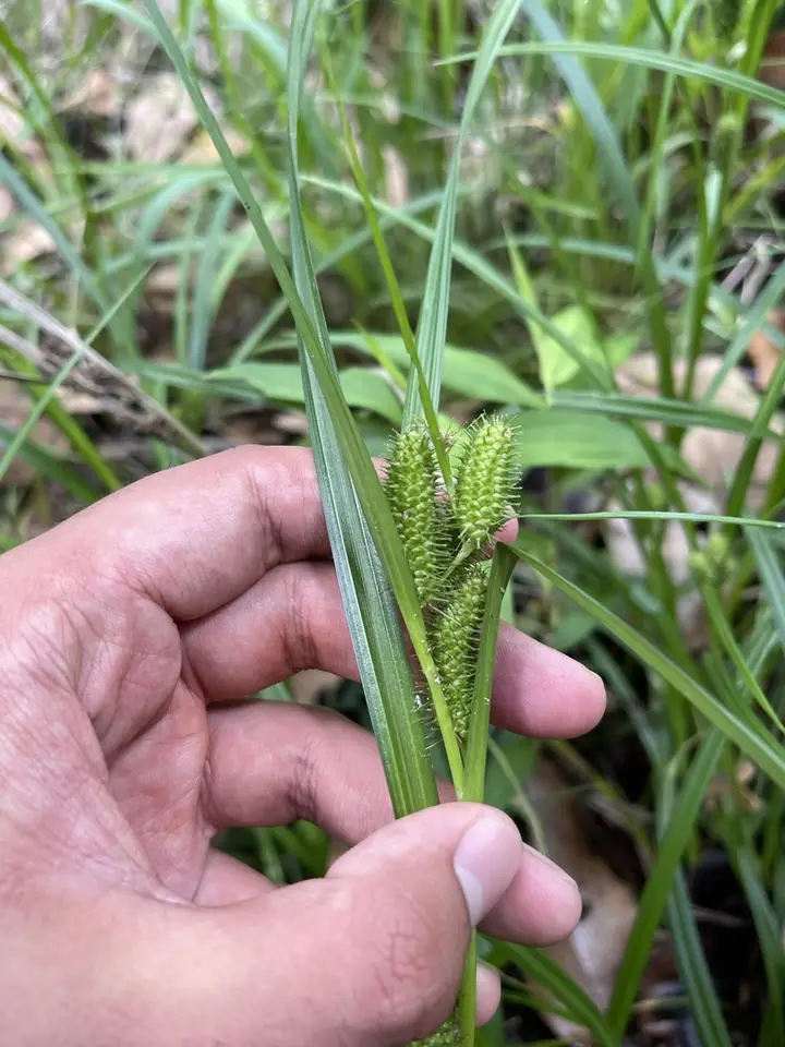 Golden Cattail Sedge (Carex aureolensis)
