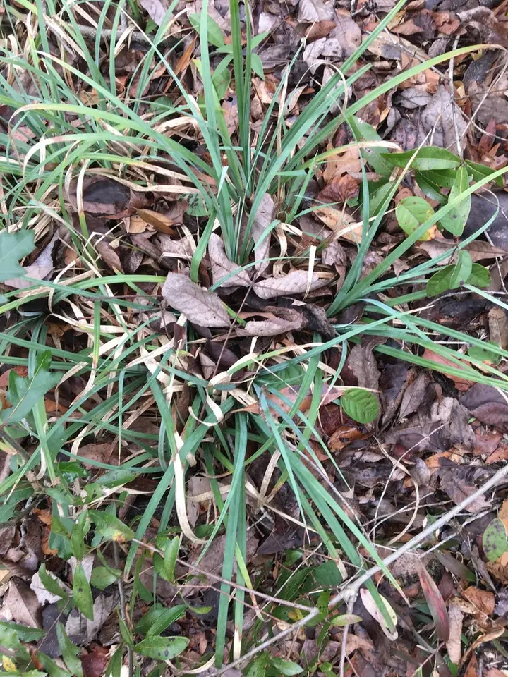 Baltzell's Sedge (Carex baltzellii)