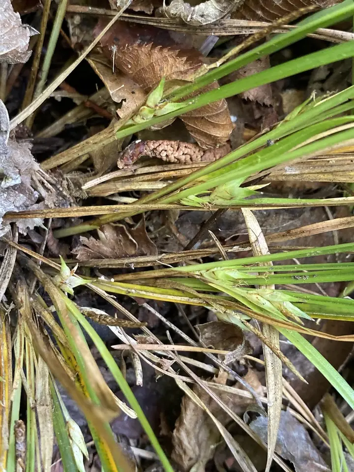 Basal Flower Sedge (Carex basiantha)