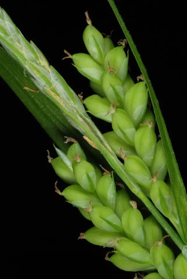 Eastern Woodland Sedge (Carex blanda)