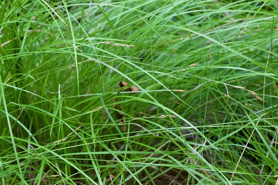 Brome-Like Sedge (Carex bromoides)