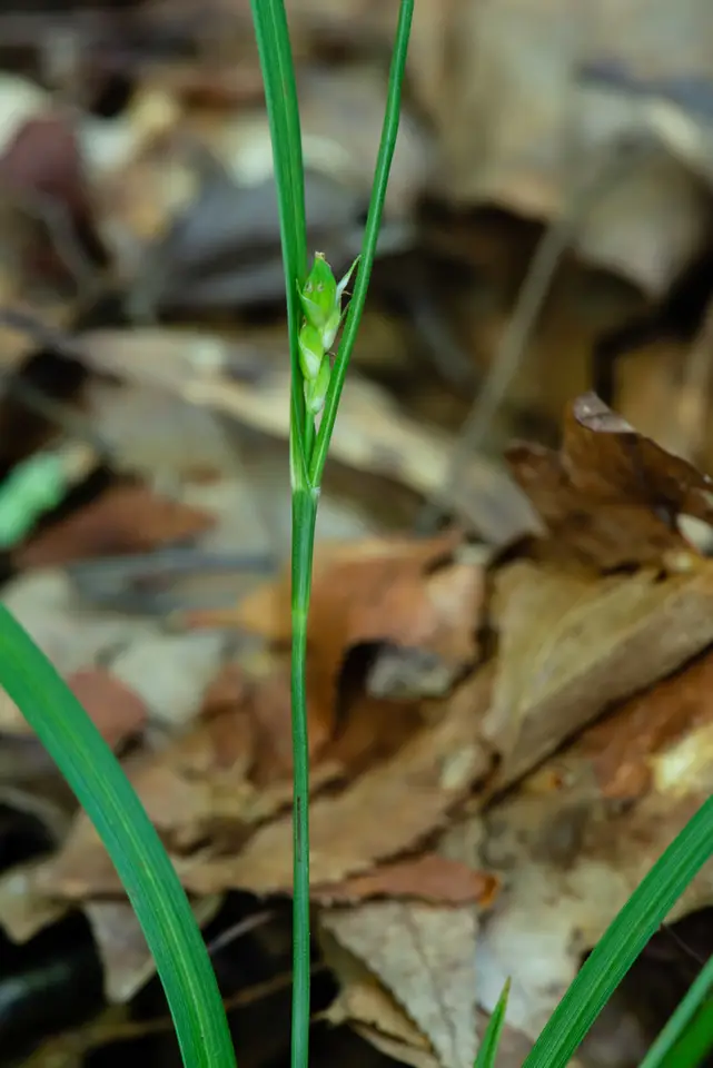 Calcium-Hating Sedge (Carex calcifugens)