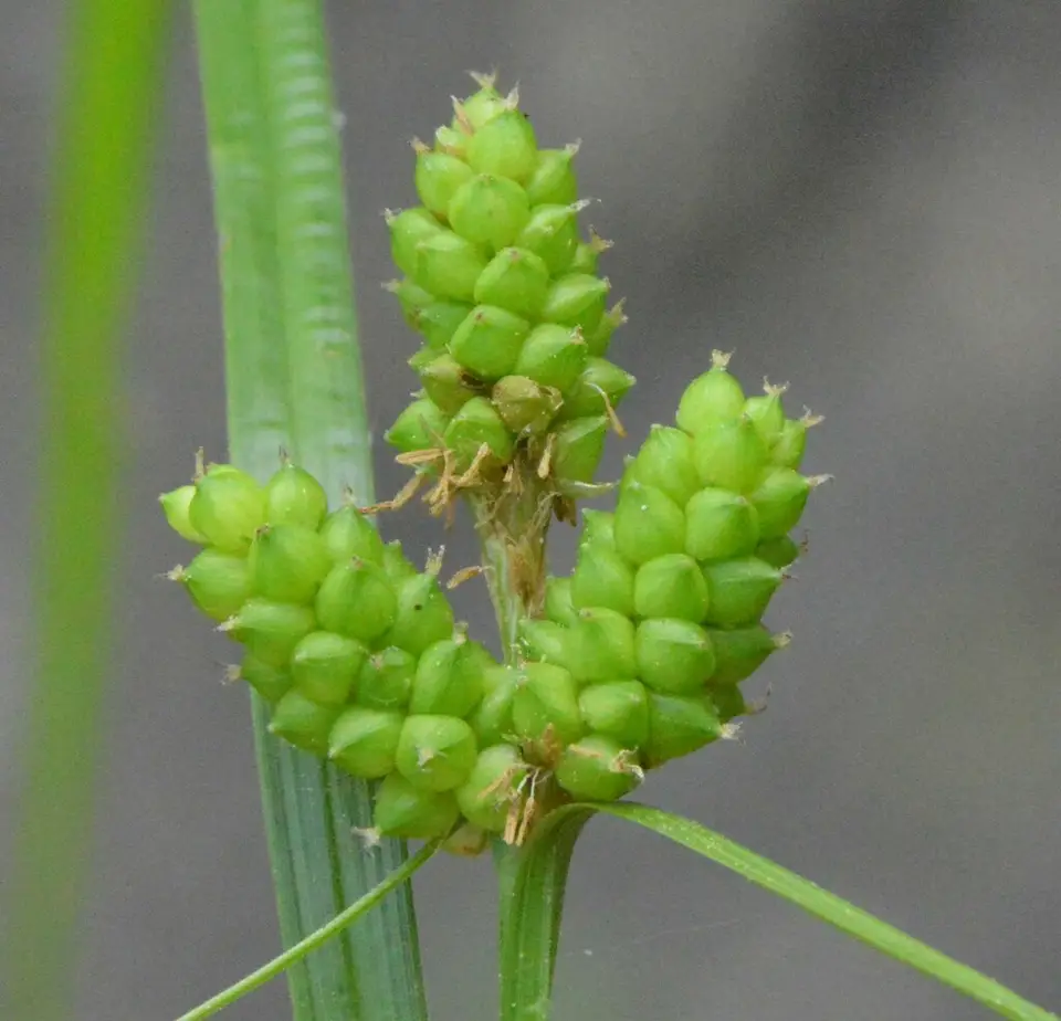 Carolina Sedge (Carex caroliniana)