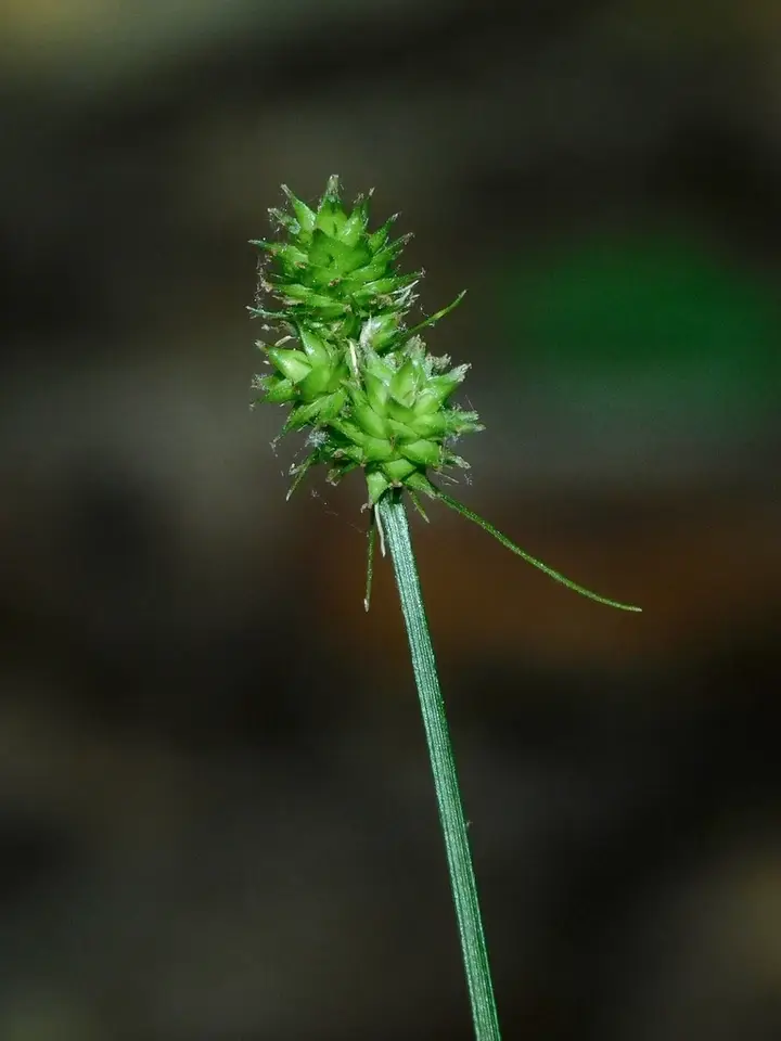 Oval-Headed Sedge (Carex cephalophora)