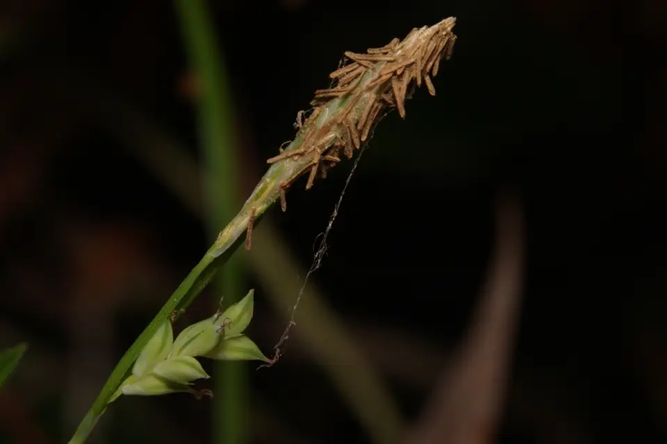 Chapman's Sedge (Carex chapmanii)