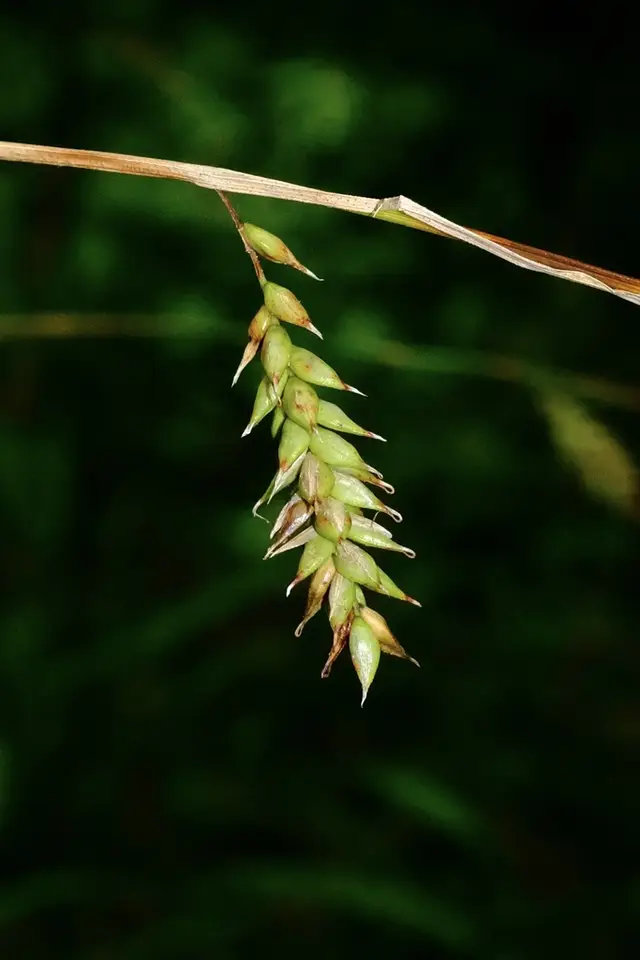 Cherokee Sedge (Carex cherokeensis)