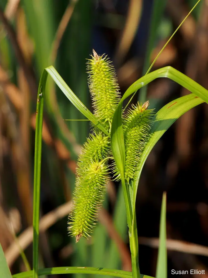 Bristly Sedge (Carex comosa)