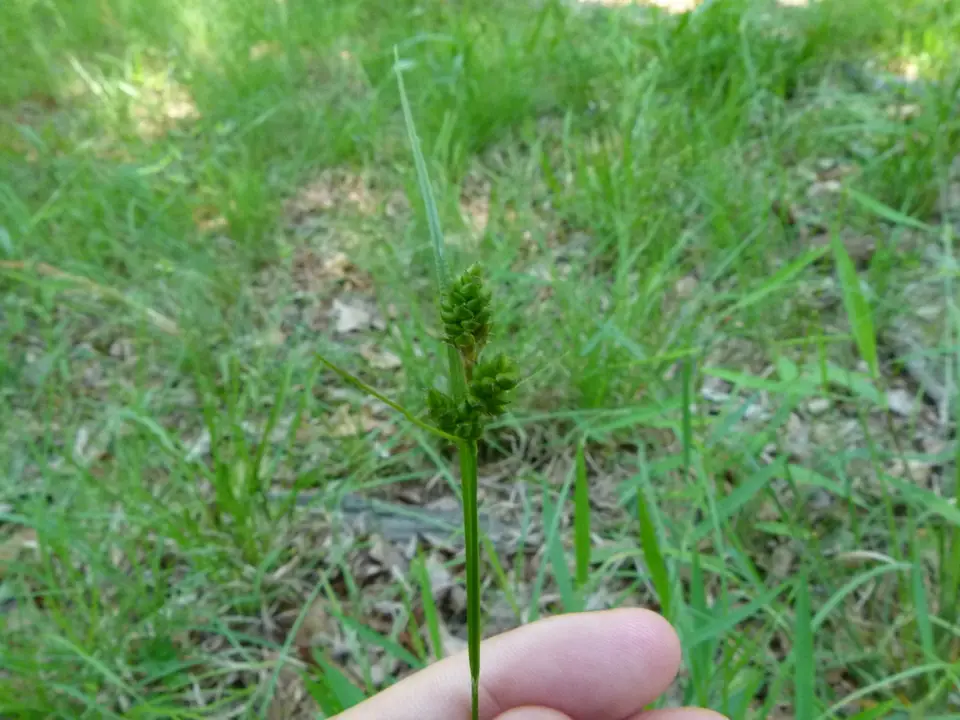 Hirsute Sedge (Carex complanata)