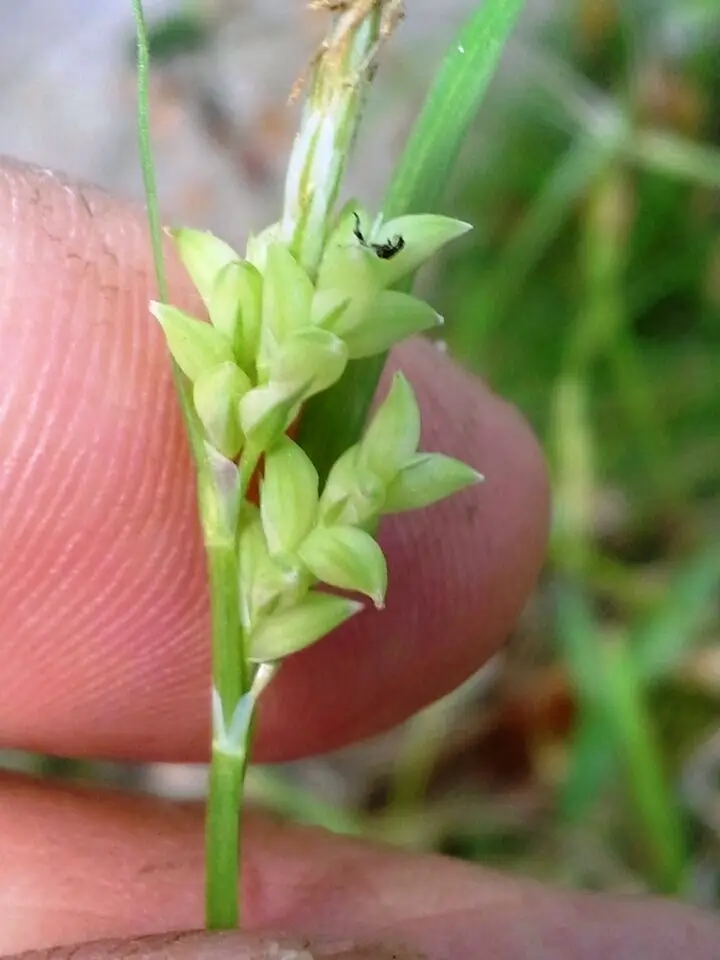 Coastal Plain Sedge (Carex crebriflora)