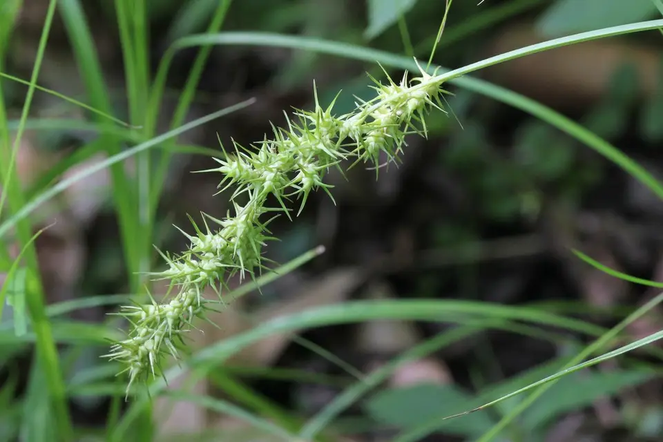 Ravenfoot Sedge (Carex crus-corvi)