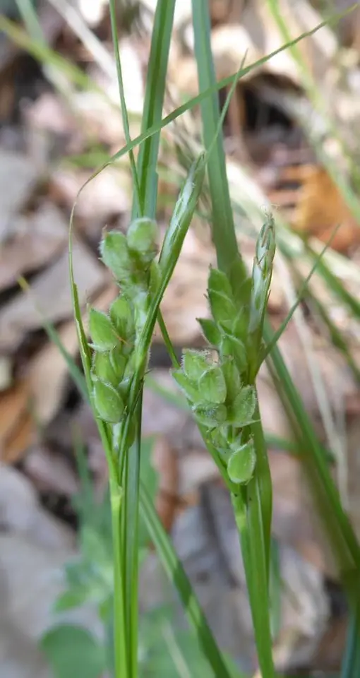 Sandy Woods Sedge (Carex dasycarpa)