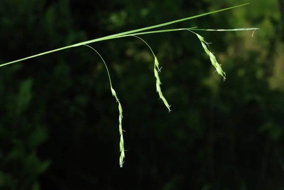 White-Edge Sedge (Carex debilis)
