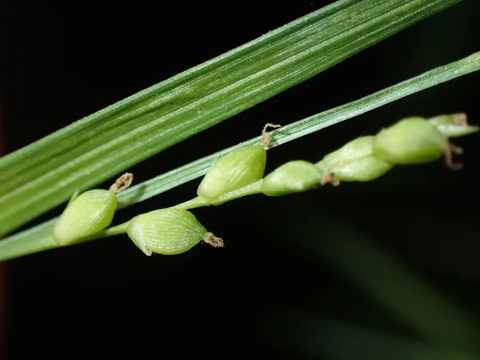 Slender Woodland Sedge (Carex digitalis)