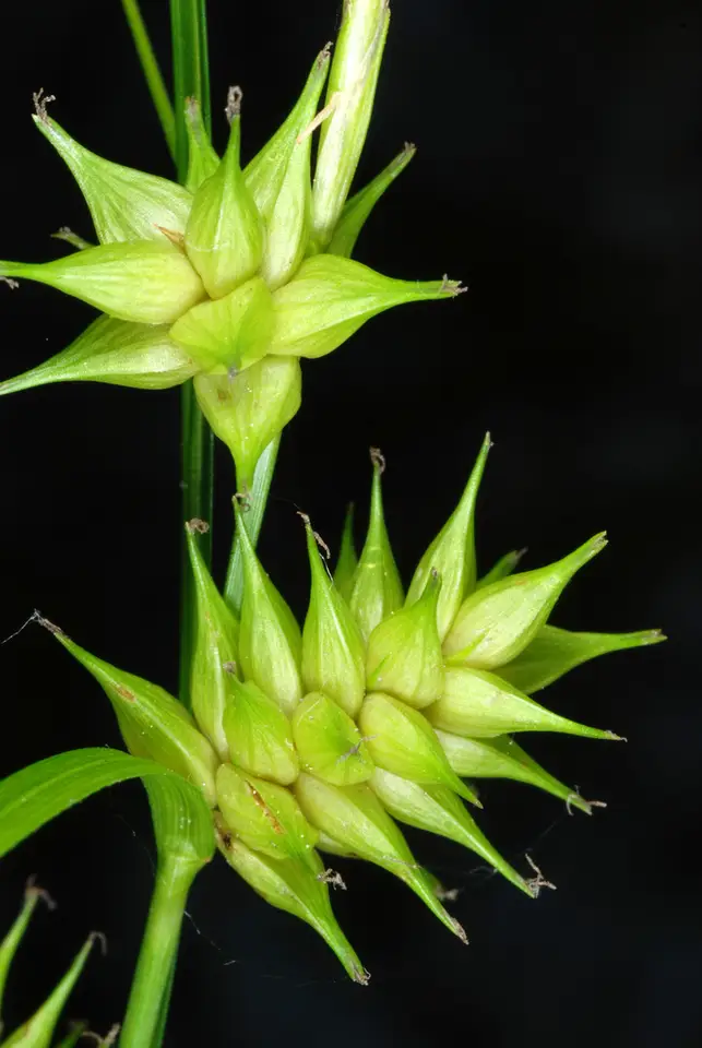 Elliott's Sedge (Carex elliottii)