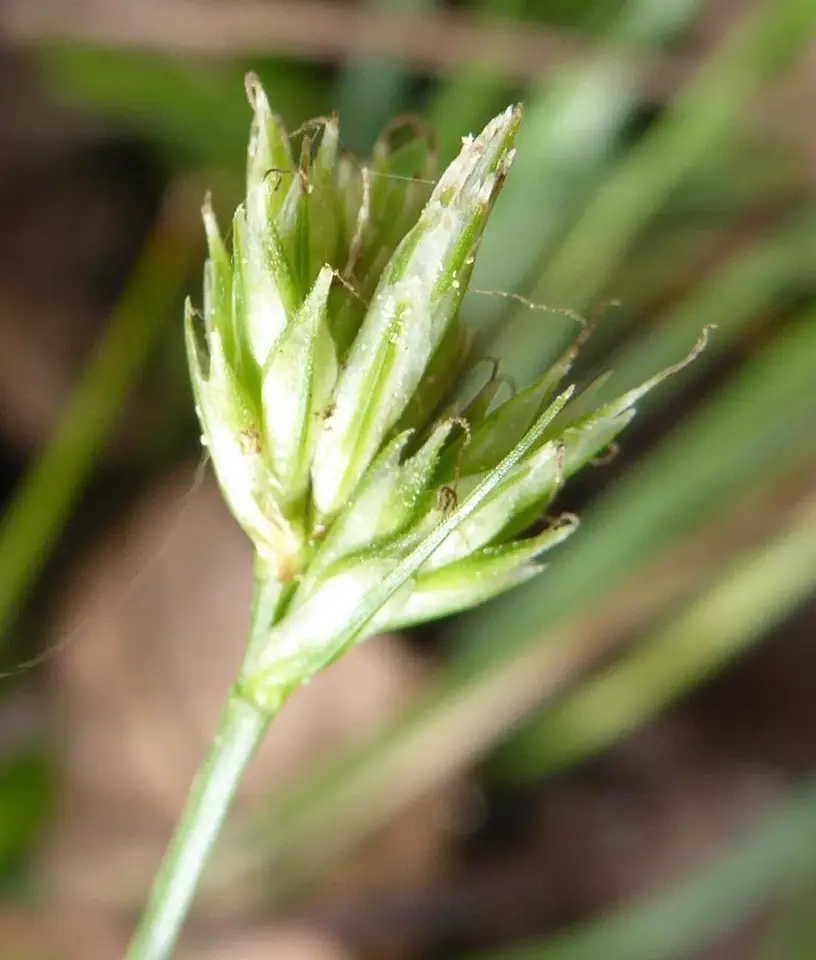 Florida Sedge (Carex floridana)