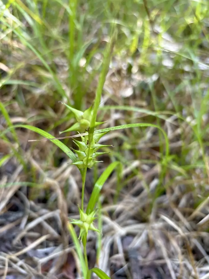 Carex gator (Carex gator)
