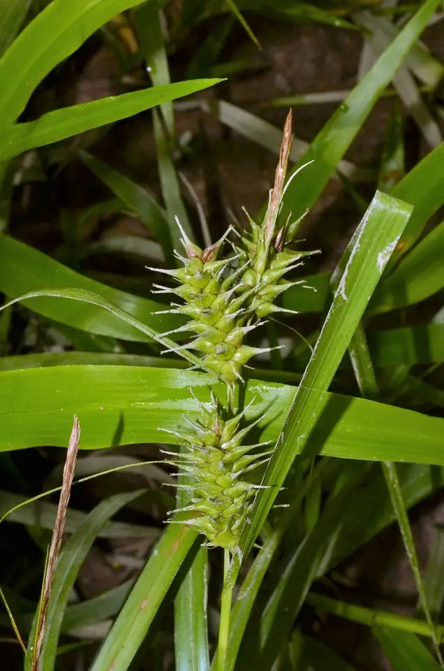 Giant Sedge (Carex gigantea)