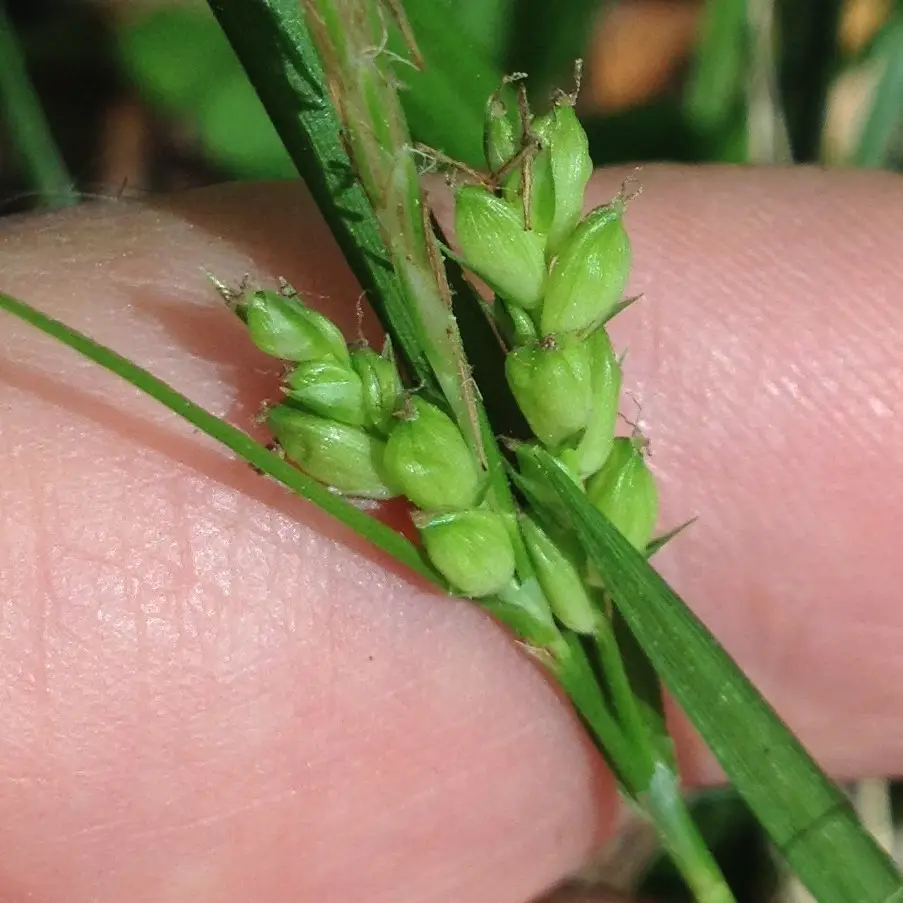 Godfrey's Sedge (Carex godfreyi)