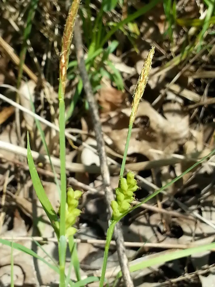 Slender Loose-Flowered Sedge (Carex gracilescens)