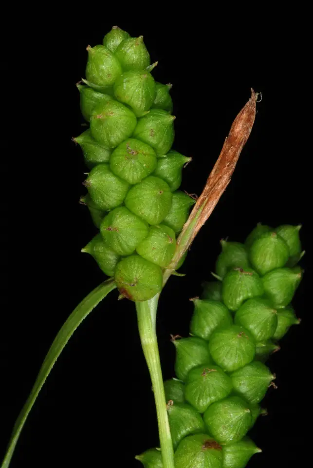 Limestone Meadow Sedge (Carex granularis)