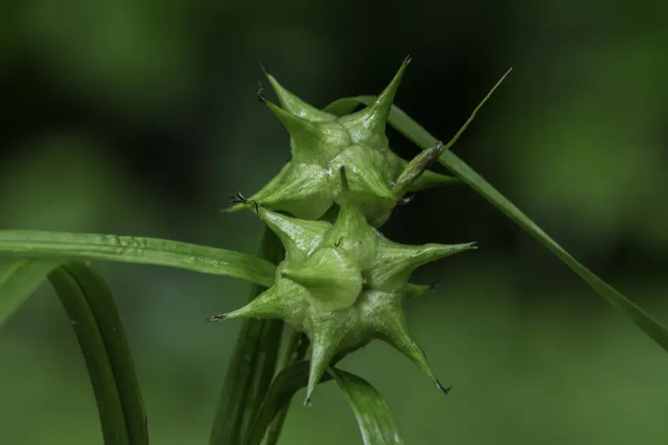 Gray's Sedge (Carex grayi)
