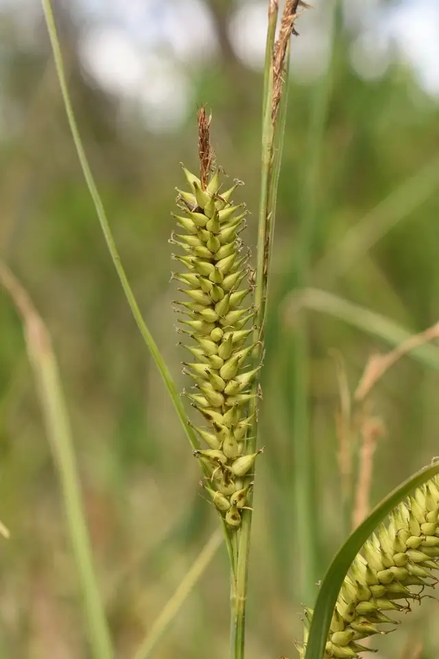 Shoreline Sedge (Carex hyalinolepis)