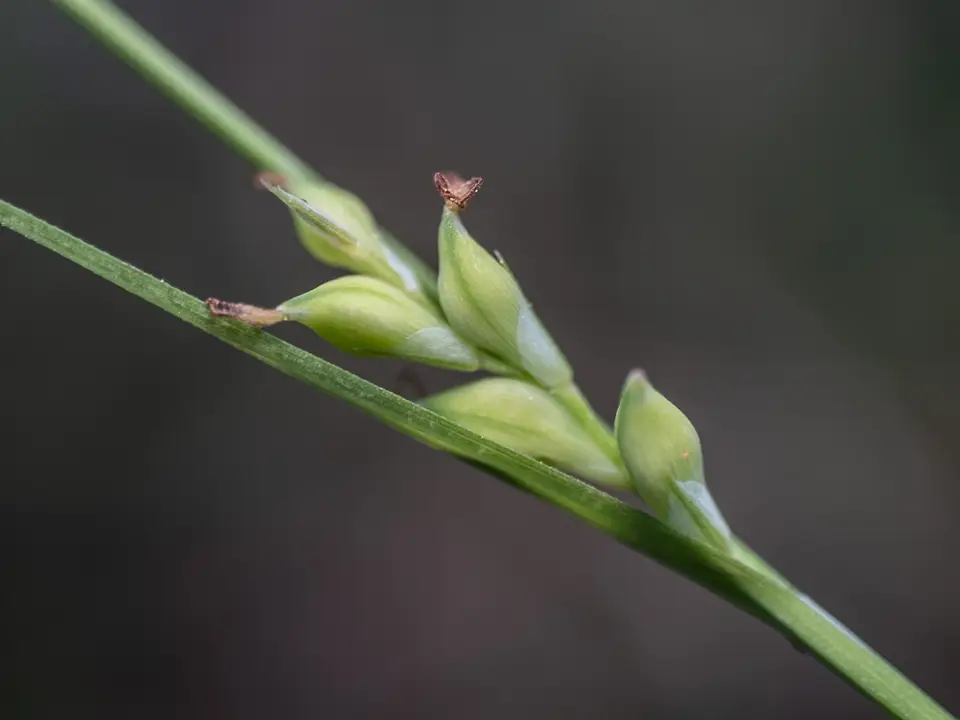 Incognito Lined Sedge (Carex ignota)