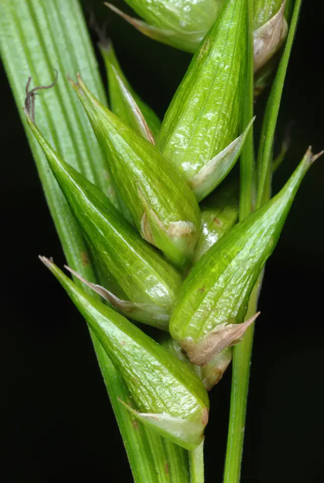 Bladder Sedge (Carex intumescens)
