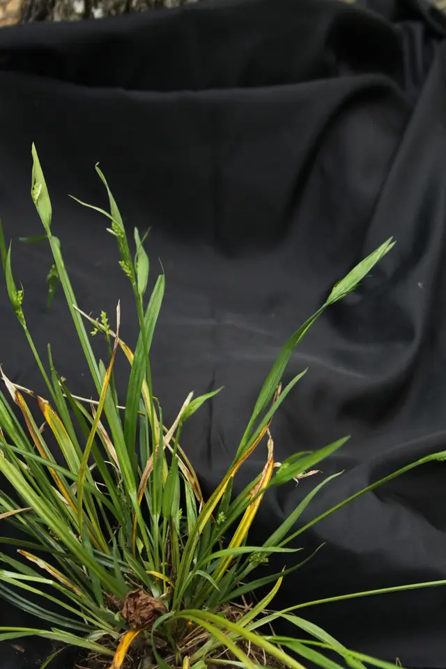 Kral's Sedge (Carex kraliana)