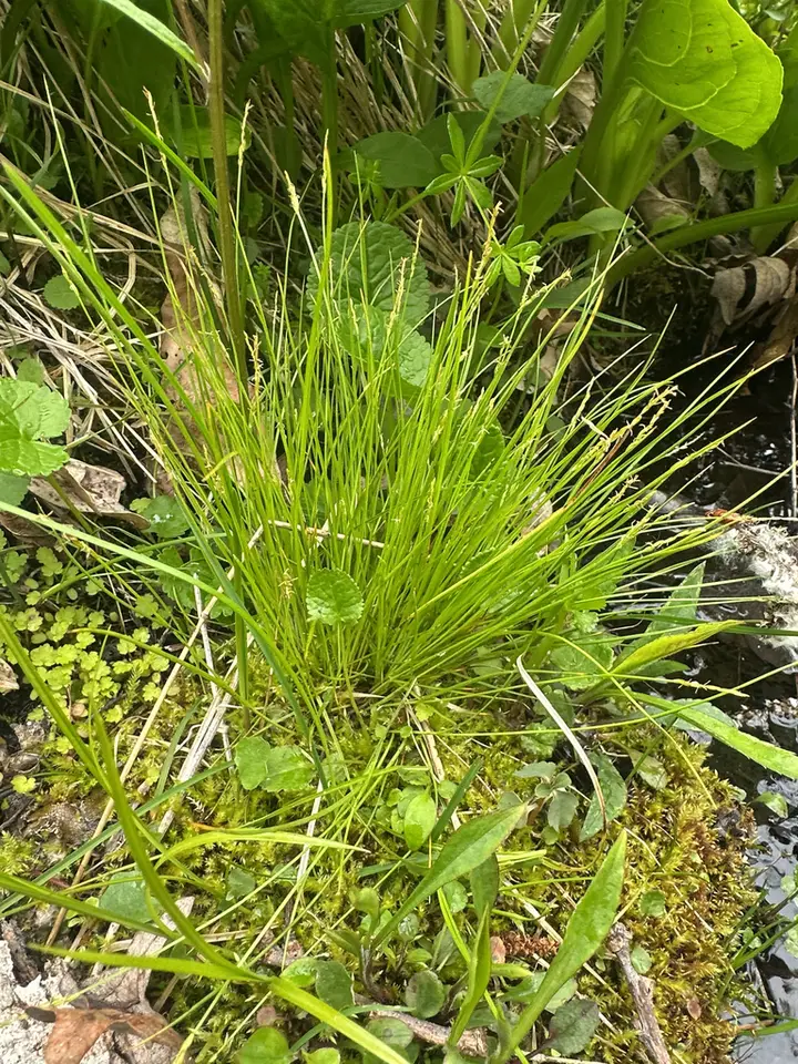 Bristle-Stalked Sedge (Carex leptalea)