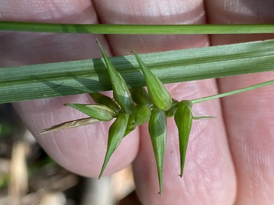 Southern Long Sedge (Carex lonchocarpa)
