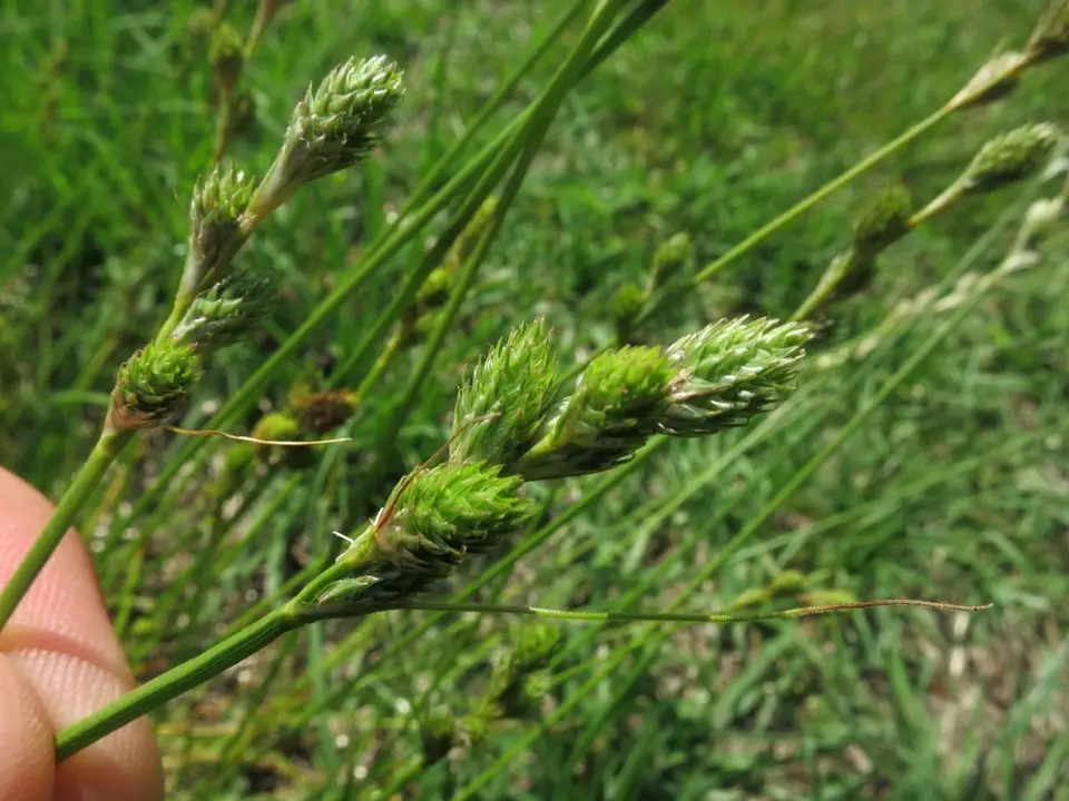 Green-And-White Sedge (Carex longii)