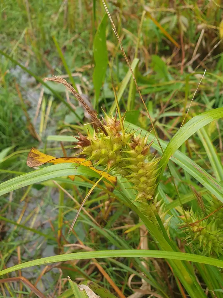 False Hop Sedge (Carex lupuliformis)