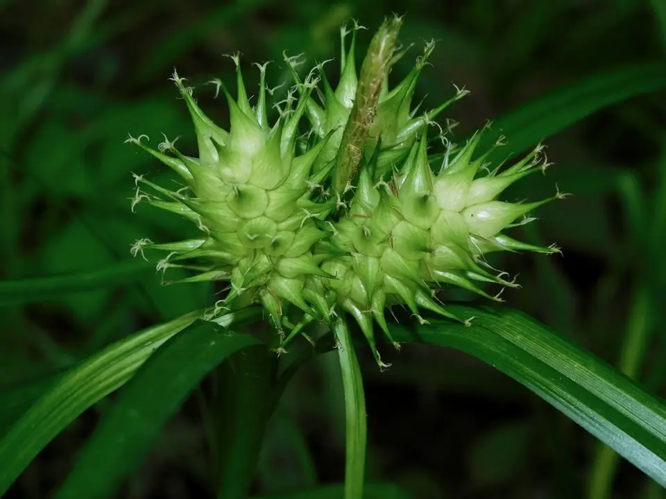 Hop Sedge (Carex lupulina)