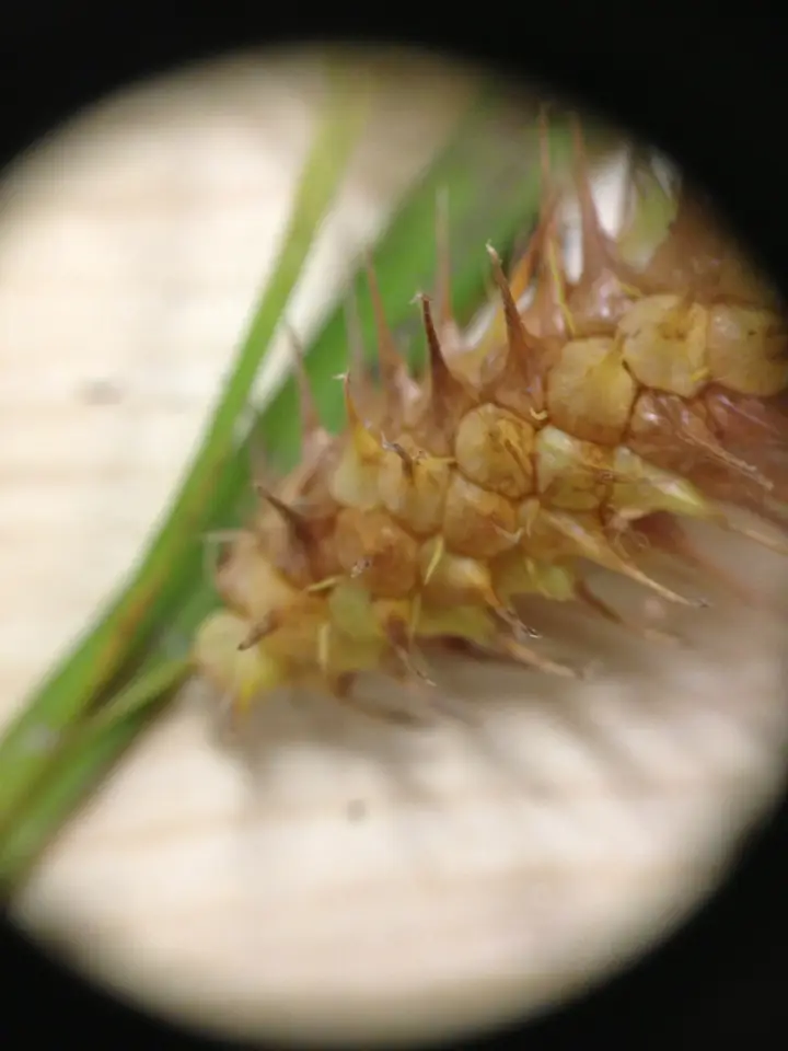 Sallow Sedge (Carex lurida)