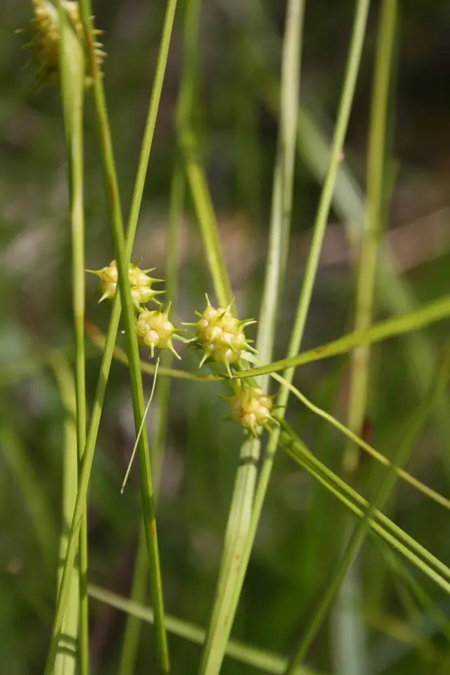 Golden Sedge (Carex lutea)