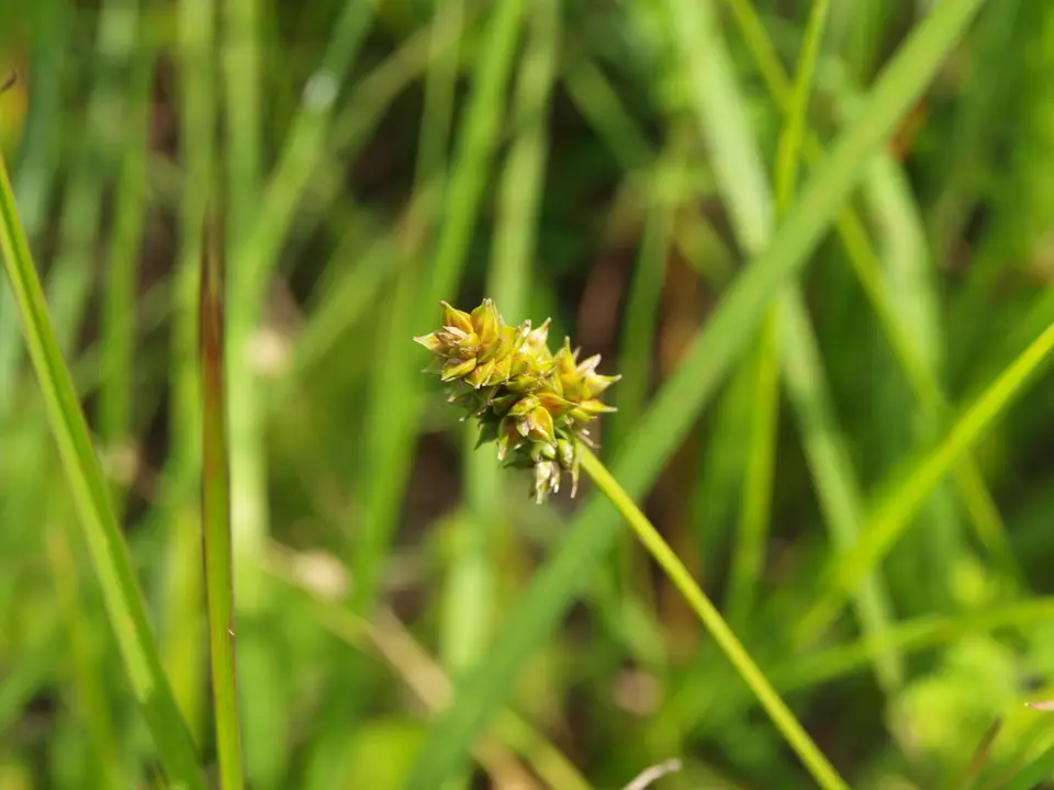 Muhlenberg's Sedge (Carex muehlenbergii)