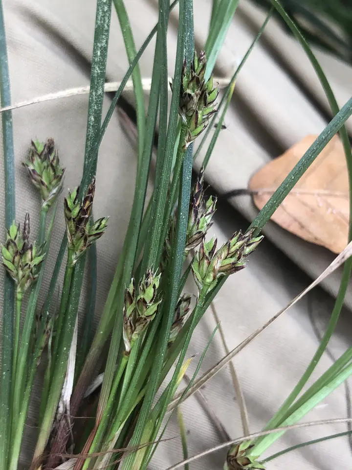 Black-Edge Sedge (Carex nigromarginata)