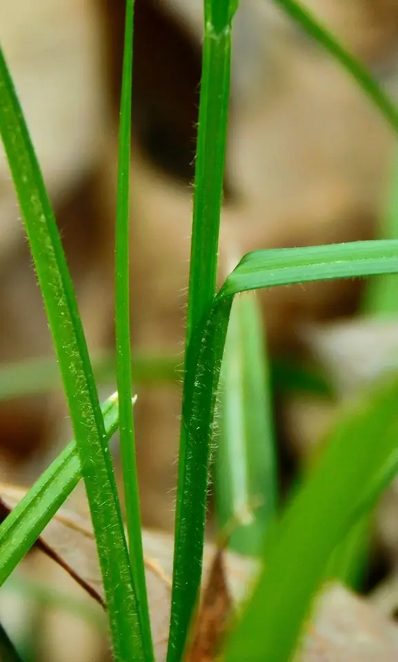 Sharpscale Sedge (Carex oxylepis)