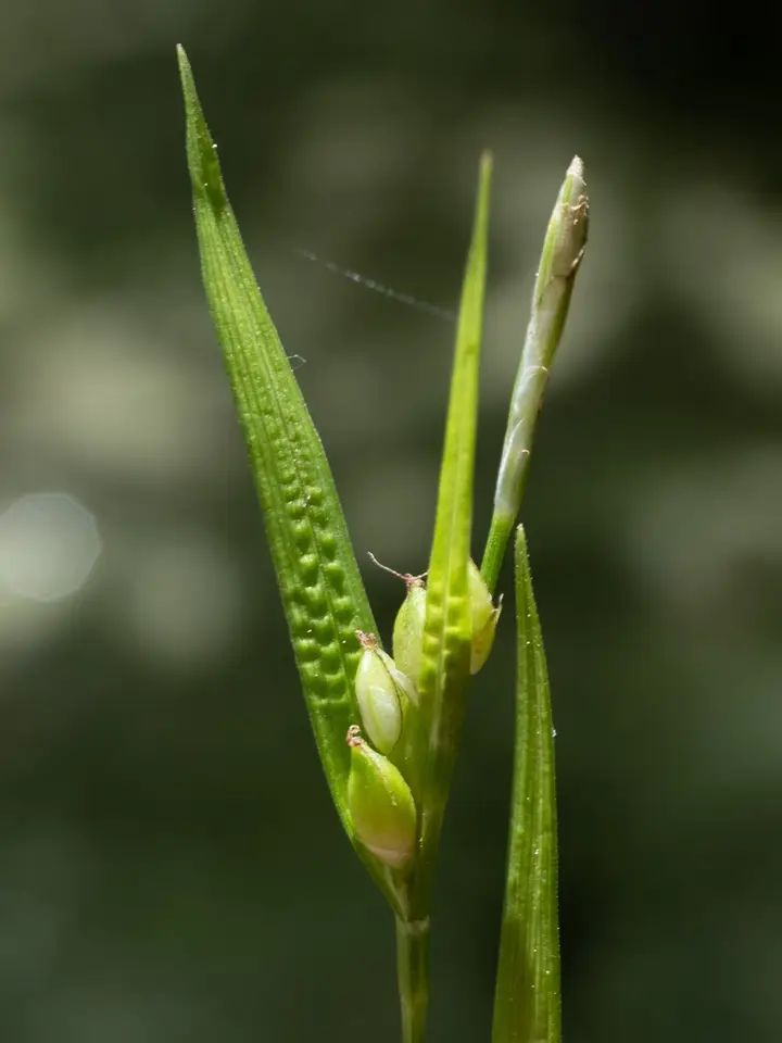 Peninsula Sedge (Carex paeninsulae)
