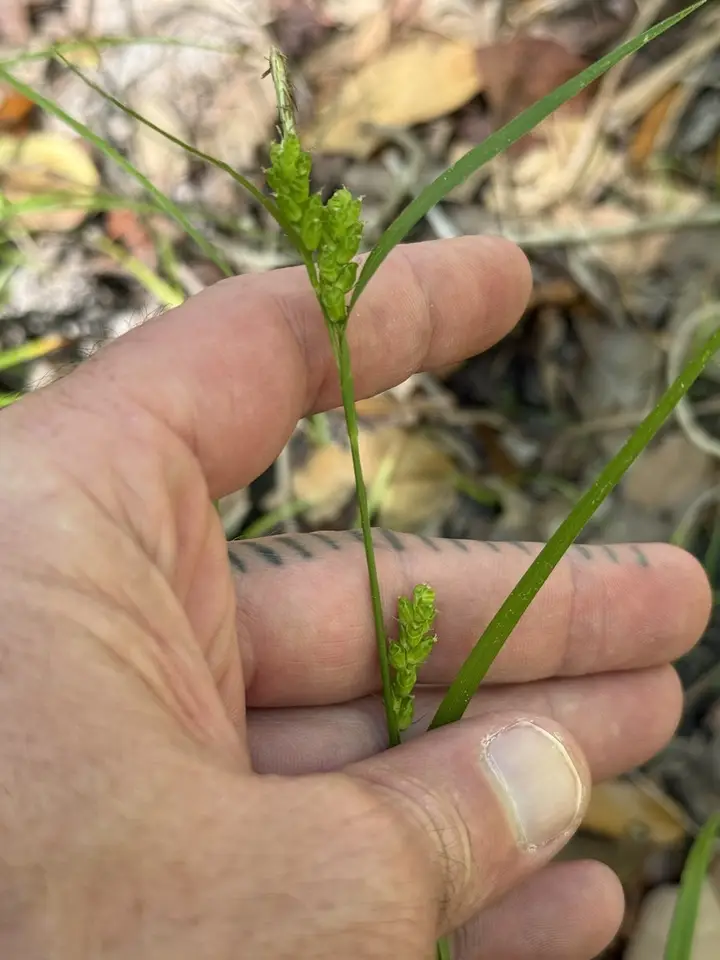 Lazy Sedge (Carex pigra)