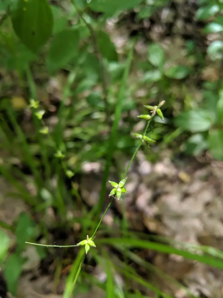 Bracted Sedge (Carex radiata)