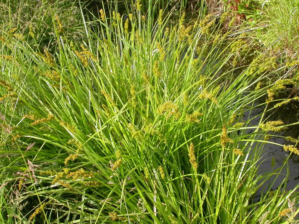 Awl-Fruited Sedge (Carex stipata)