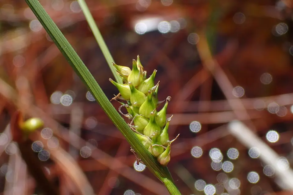 Walter's Sedge (Carex striata)