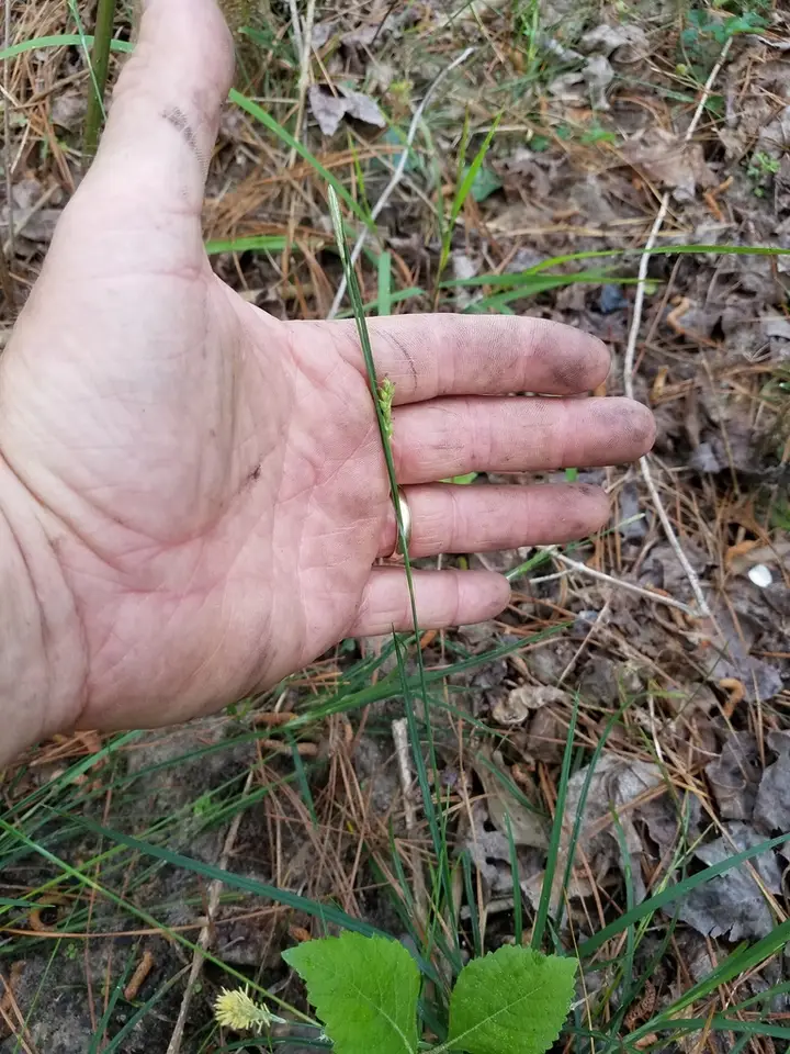 Lined Sedge (Carex striatula)
