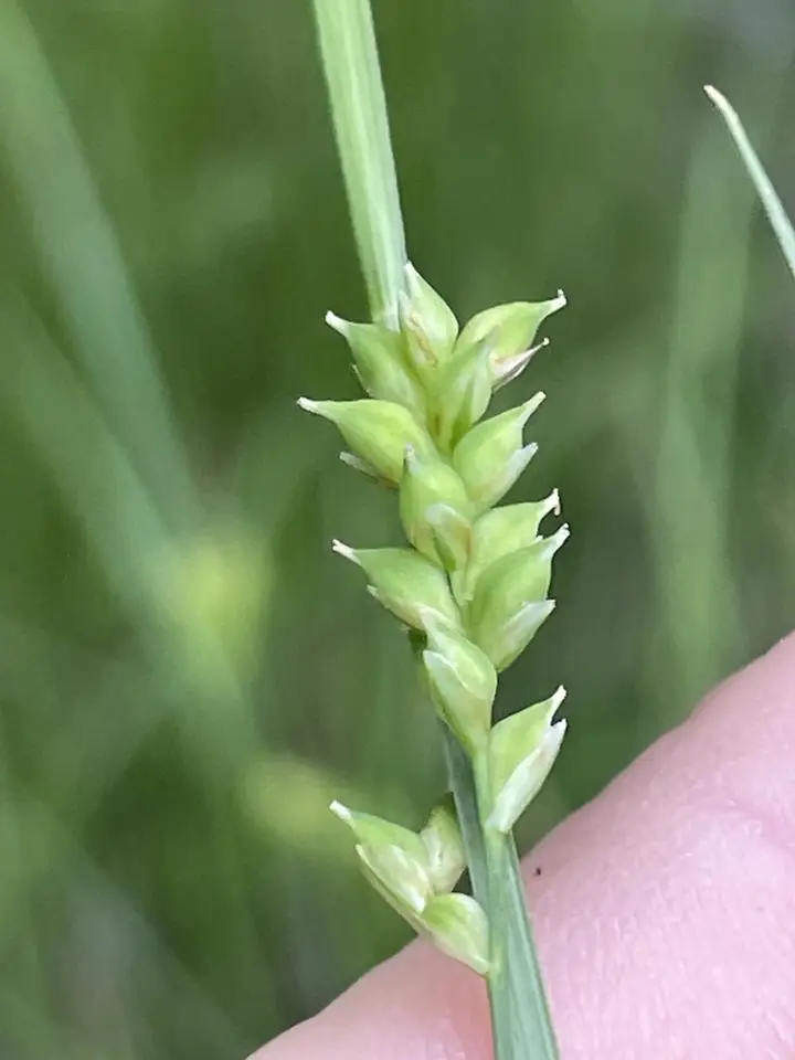 Bent Sedge (Carex styloflexa)