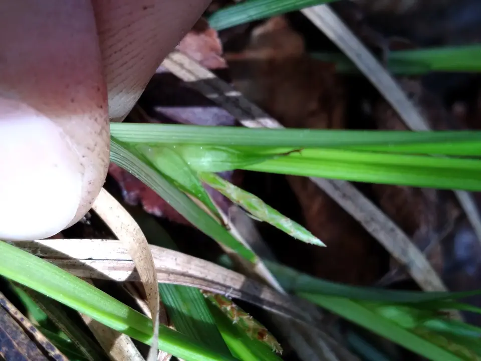 Limestone Forest Sedge (Carex superata)
