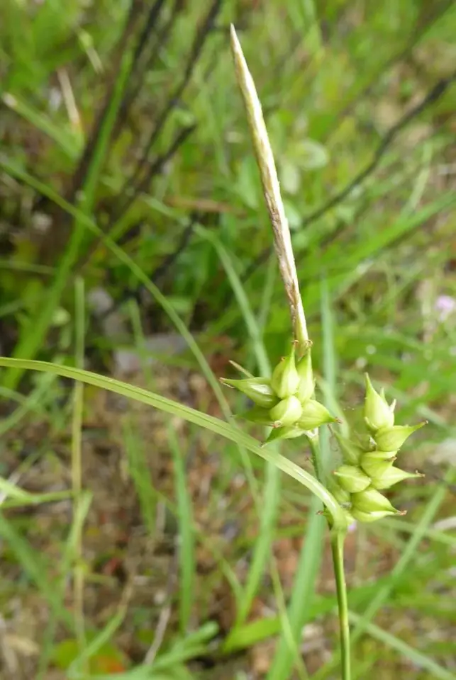 Pine Barren Sedge (Carex turgescens)