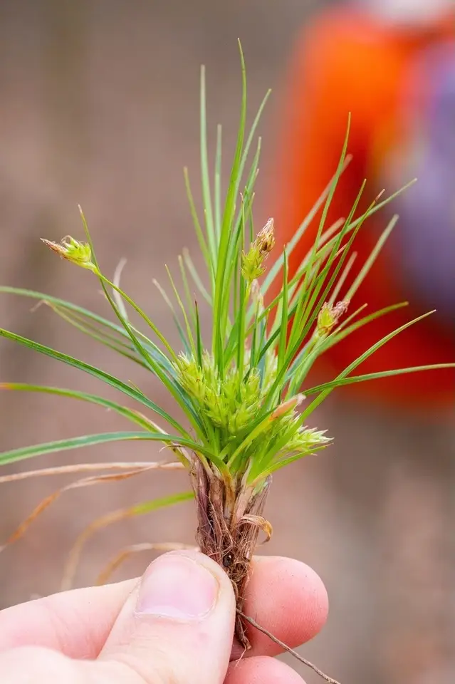 Parasol Sedge (Carex umbellata)