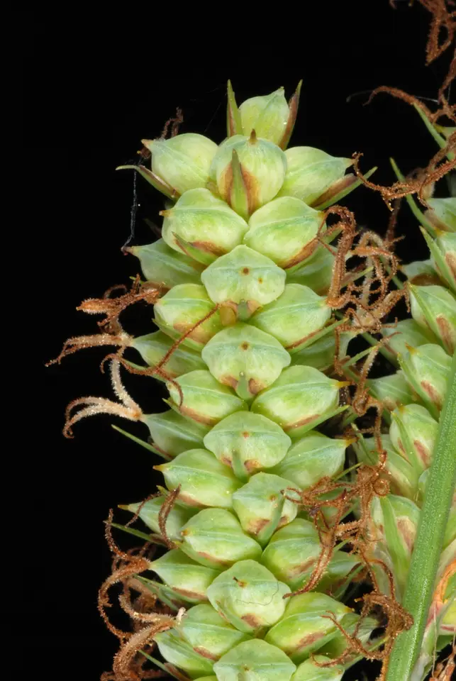 Warty Sedge (Carex verrucosa)